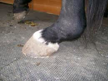 <p>What is the signalment for degenerative suspensory ligament desmitis?</p>