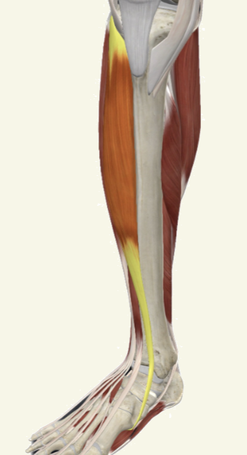 <p>tibialis anterior Actions</p>