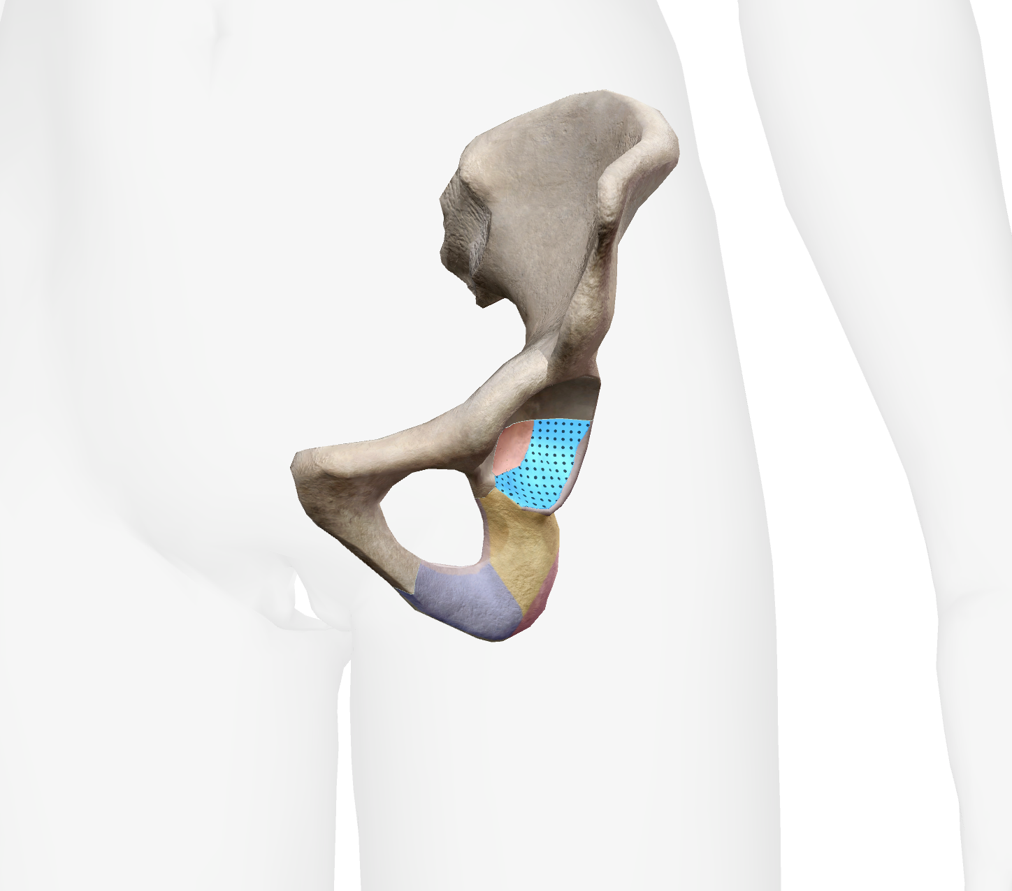 <p>What is this part of the ischium</p>