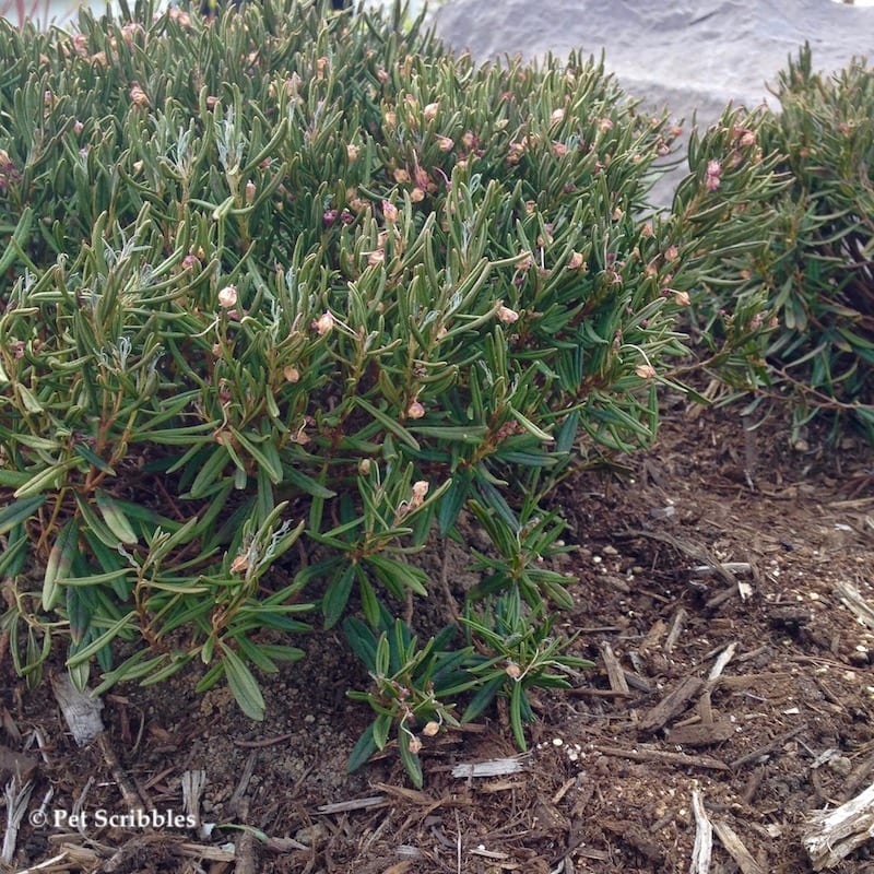<p>Andromeda glaucophylla (Ericaceae)</p>