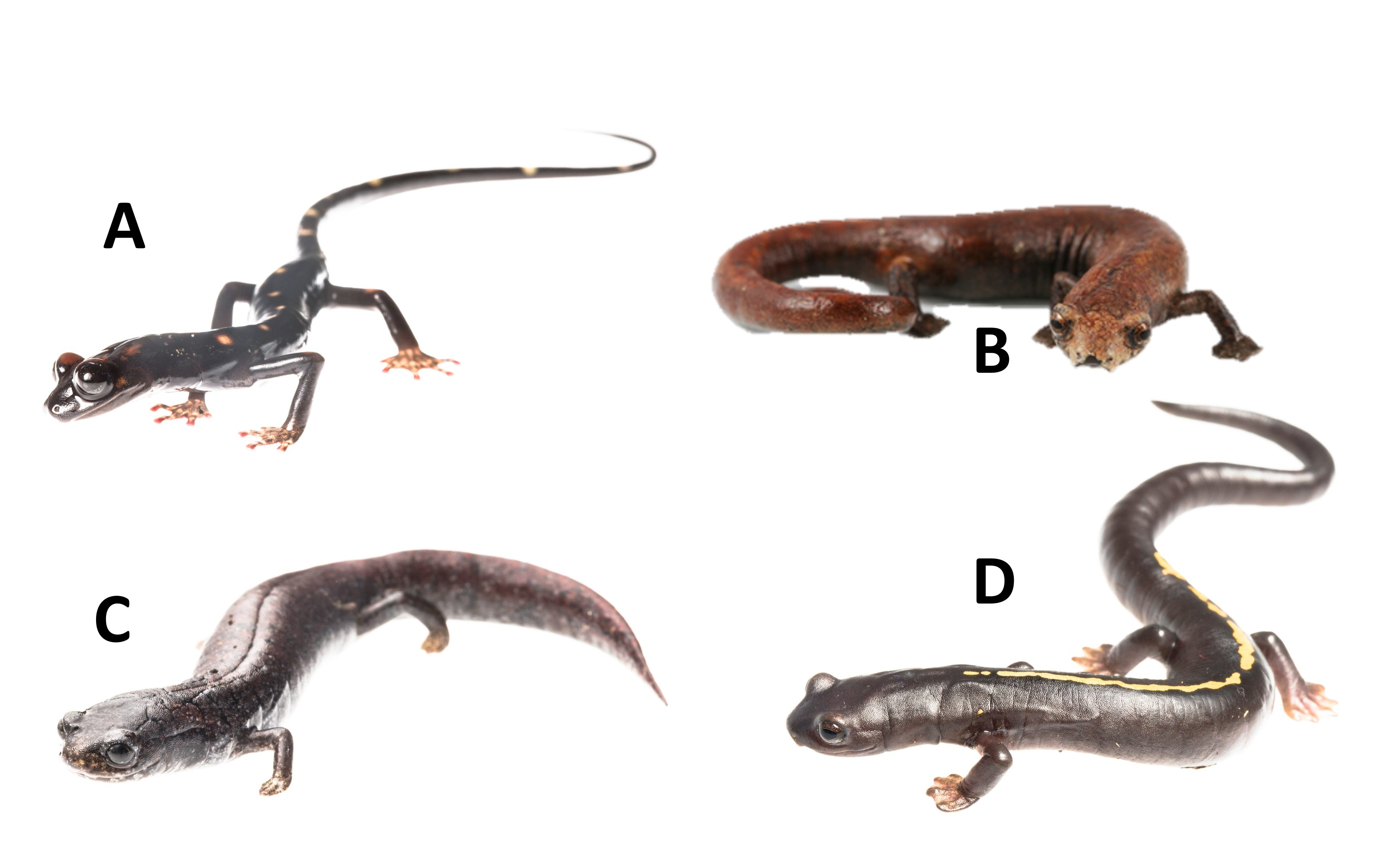 <p><span>Below are pictures of four poorly known Guatemalan salamanders. Which one would you expect to be most likely aquatic? </span></p>