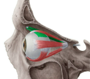 <p>What is this muscle</p>