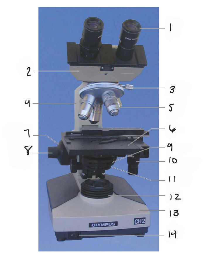 <p>13</p>