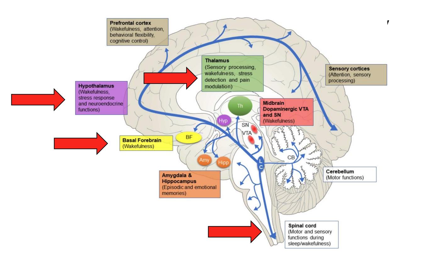 <ul><li><p>different noradrenergic targets</p></li><li><p>there are potential functions of connections from LC to other brain areas → like wakefulness associated w transitions across diff states</p></li></ul><p></p>