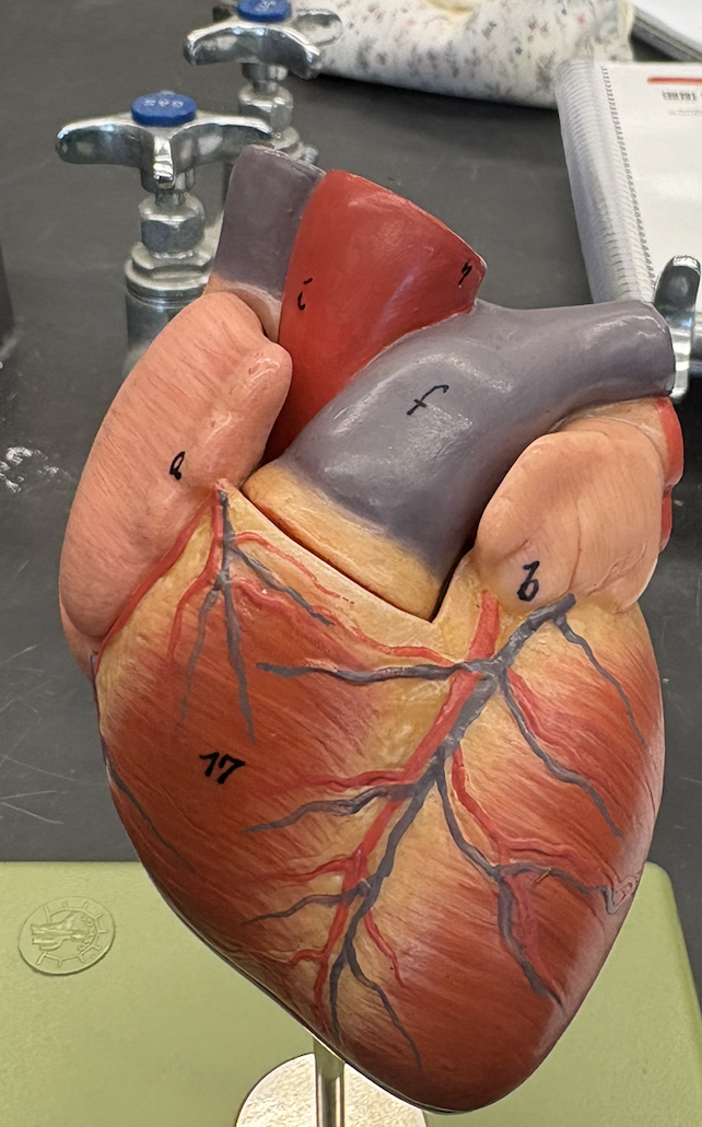 <p>What is the main artery in the middle?</p>