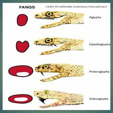 <p>Proteroglyphous</p>