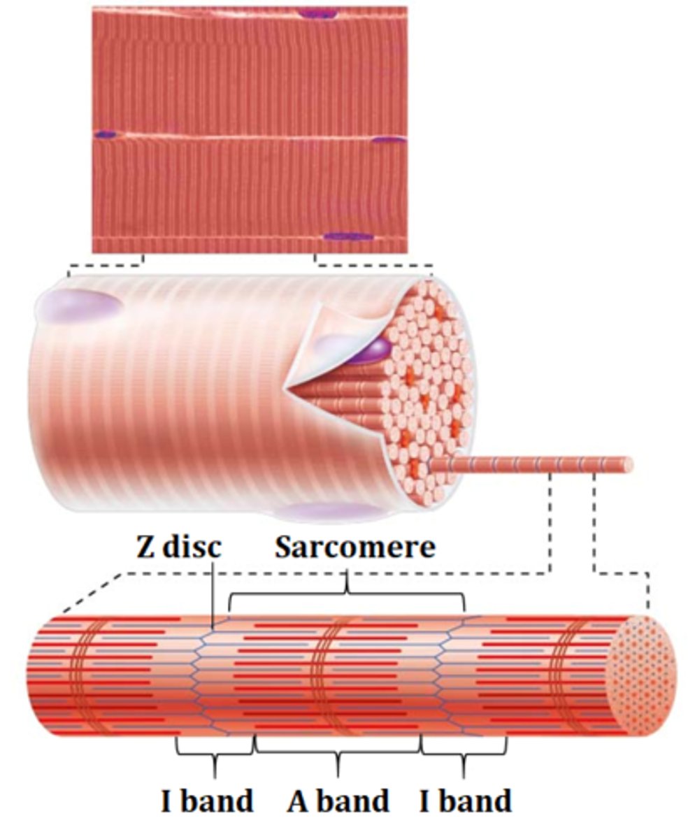 <p>lIght band - light because it only contains actin</p>