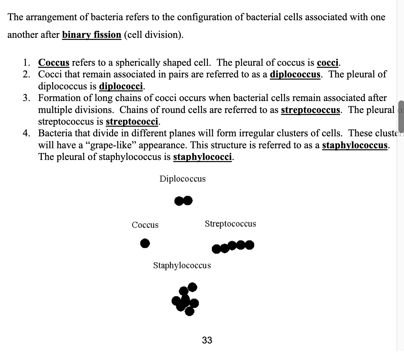 <p>Binary fission (cell division)</p>
