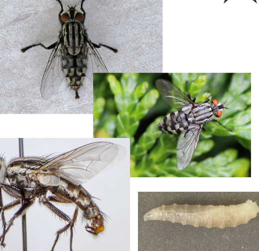 <p>Scutellum bare</p>