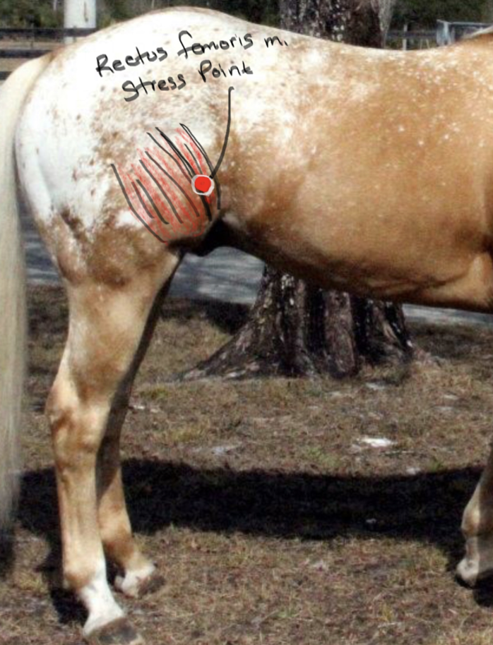 <p>Rectus Femoris muscle; flexs stifle joint.</p>