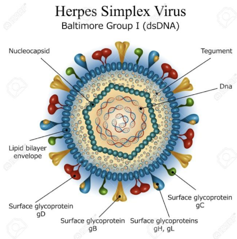<p><strong>• Have a lipid bilayer envelope and are linear dsDNA viruses</strong> (Baltimore group I)</p><p>• <strong>Latent infection resulting in lifelong infection:</strong></p><p>- Primary infection</p><p>- Reactivation of latent (recurrent)</p>