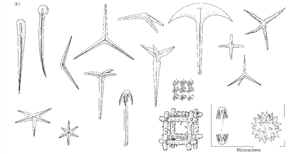 <p>What are sponge spicules?</p>