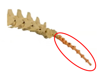 <p>Q: Caudal vertebrae become smaller distally until they become a …… structure. </p><p>A. flat </p><p>B. rod-like </p><p>C. wedge-shaped </p><p>D. fused</p>