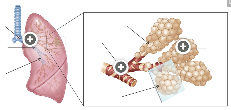 <p>clusters of air sacs called alveoli</p>