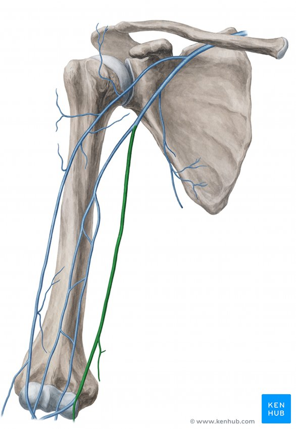 <p>superficial: carry oxygen depleted blood from the lower medial portion of the forearm and hand</p>