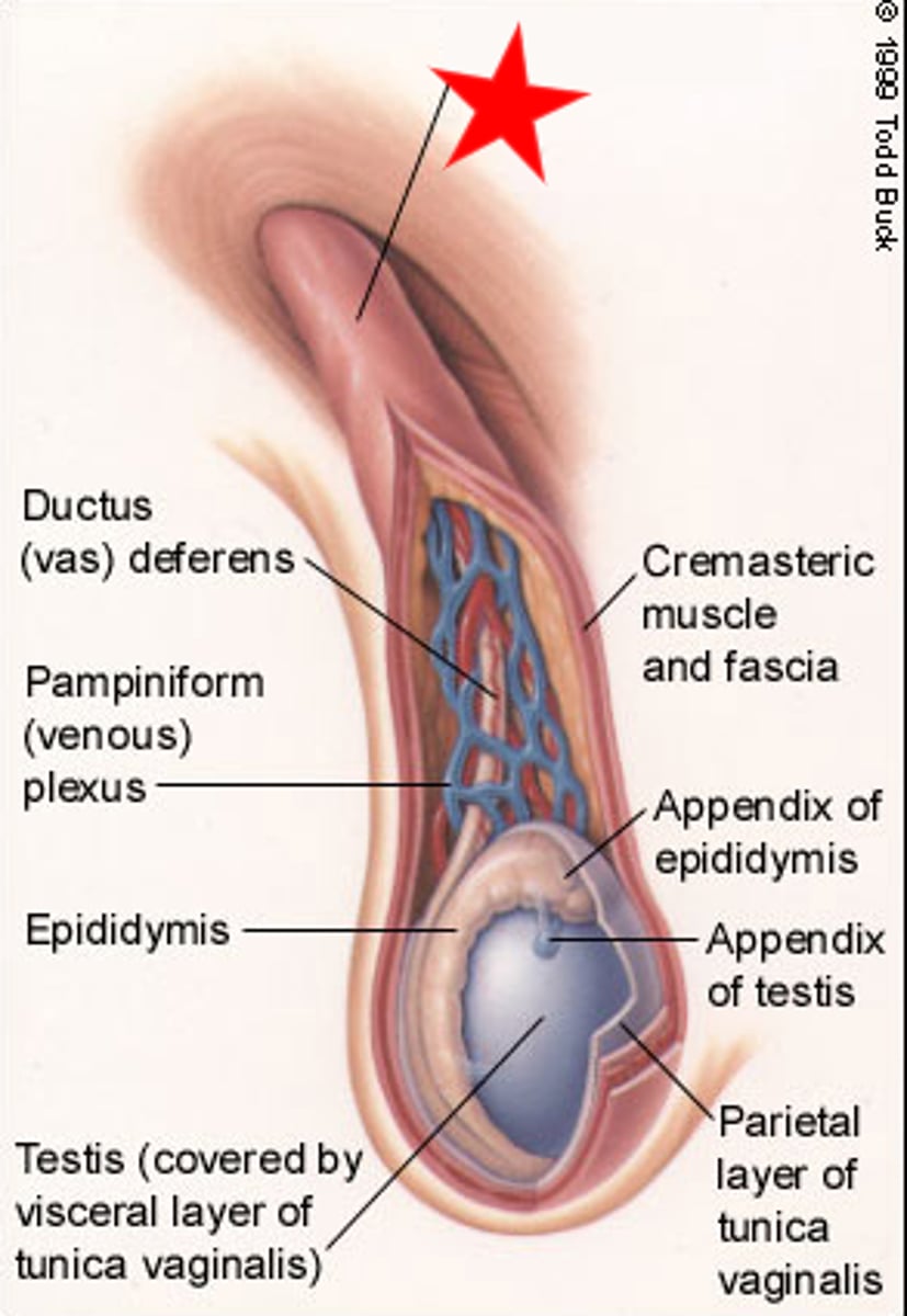 <p>extends upward from the epididymis and is attached to each testicle</p>