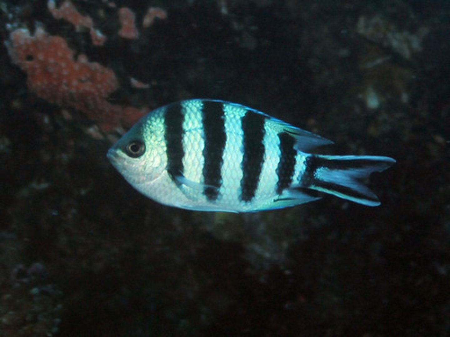 <p>Abudefduf sexfasciatus</p>