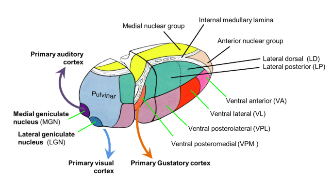 <p><span style="background-color: transparent;">Associated with individual awareness and emotional processing</span></p>