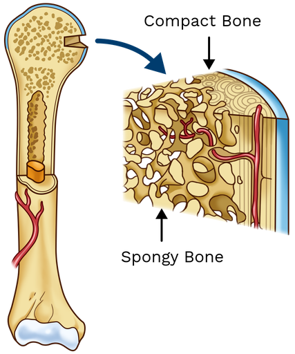 <p>what is the interior layer of bone called?</p>