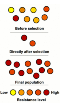 <p>Results when the characteristics of a population of organisms change over many generations</p><p>Happens because individuals with inherited traits survive specific environmental conditions and pass on their alleles to their offspring</p><p>Requirement: MUST be diversity within a species</p><ul><li><p>Wouldn’t be antibiotic resistance if all bacteria were the same</p></li></ul><p></p>