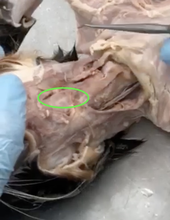 knowt flashcard image