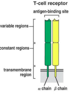 <p>——— (TCRs) are cell surface molecules that recognize antigens and are only found on T-cells.</p>