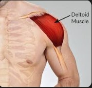 <p>Deltoid</p>