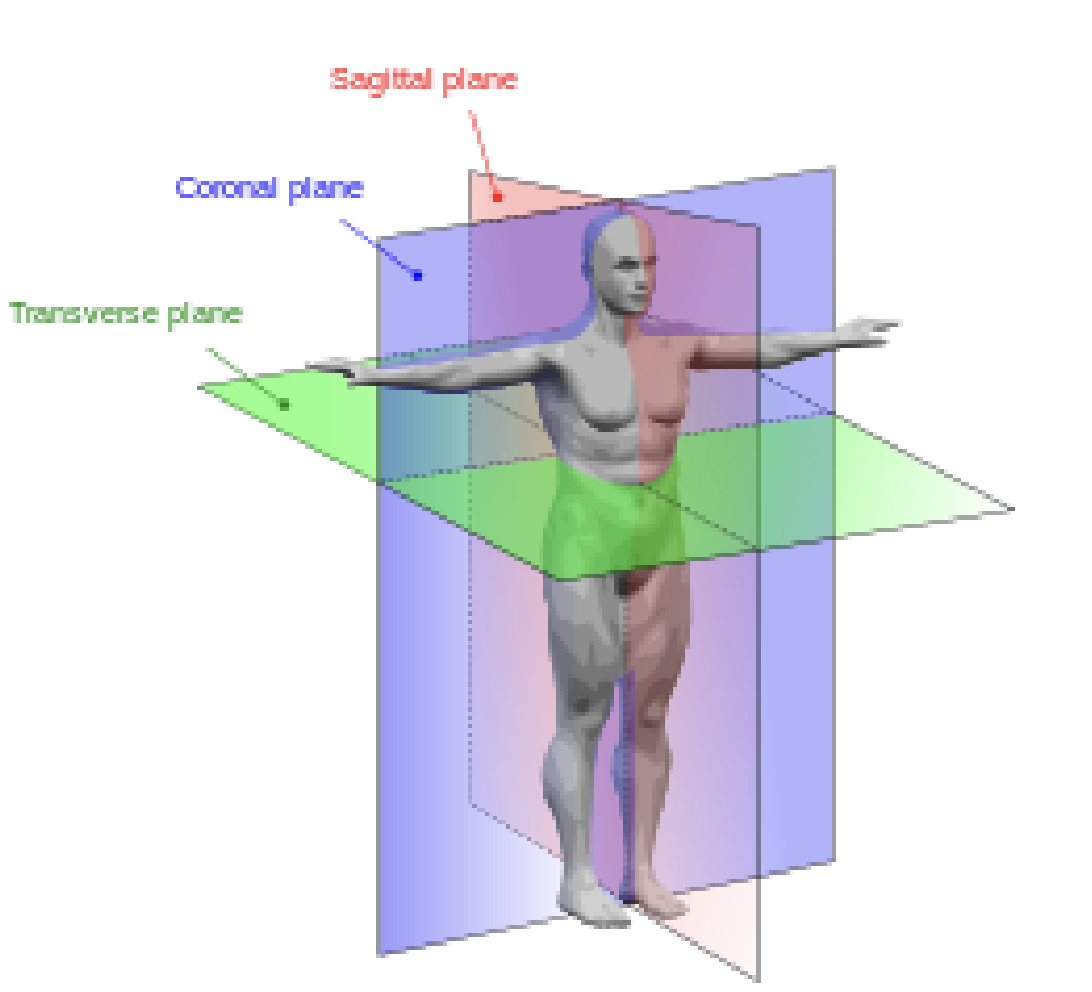 <p>Anatomical Planes</p>