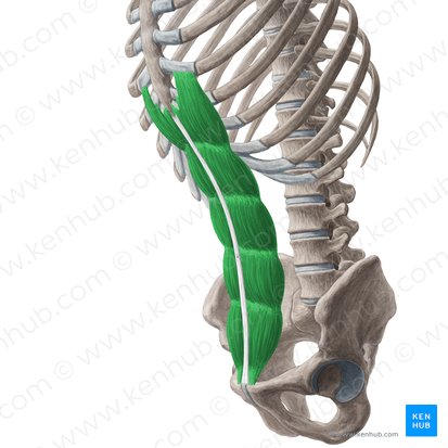 <ul><li><p>rectus abdominis </p></li></ul><p></p>