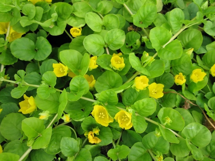 <p>Pijavčnica-Lysimachia</p>