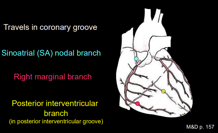 <p><span style="background-color: transparent; font-family: "Times New Roman", serif;"><strong>Right Coronary Artery (RCA) Branches:</strong></span></p><ul><li><p><span style="background-color: transparent; font-family: "Times New Roman", serif;"><strong>SA Nodal Branch:</strong> Usually passes posterior to the superior vena cava (SVC) to the pacemaker.</span></p></li><li><p><span style="background-color: transparent; font-family: "Times New Roman", serif;"><strong>Right Marginal Branch:</strong> Travels along the acute (right) margin toward the apex.</span></p></li><li><p><span style="background-color: transparent; font-family: "Times New Roman", serif;"><strong>Posterior Interventricular Branch (PDA):</strong> Runs in the posterior interventricular groove.</span></p></li></ul><p></p>