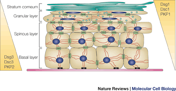 <p>Abundant in stratified squamous epithelium</p>