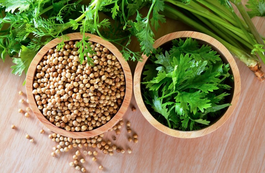 <p>Coriander </p>