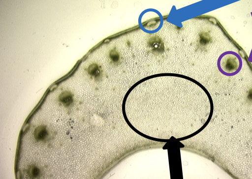 <p>What is the purple arrow pointing at?</p>