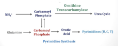 <p>- Ornithine transcarbamylase deficiency</p>