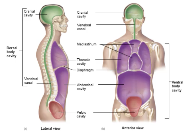 <ul><li><p>Part of the Ventral Body Cavity</p></li></ul><p></p><p>Holds:</p><ul><li><p>Lungs</p></li><li><p>Heart</p></li></ul><p></p><ul><li><p>Middle of Thoracic</p><ul><li><p>Mediastinum</p><ul><li><p>Contains all structures of the Thoracic Cavity except the lungs</p></li></ul></li></ul></li></ul><p></p>