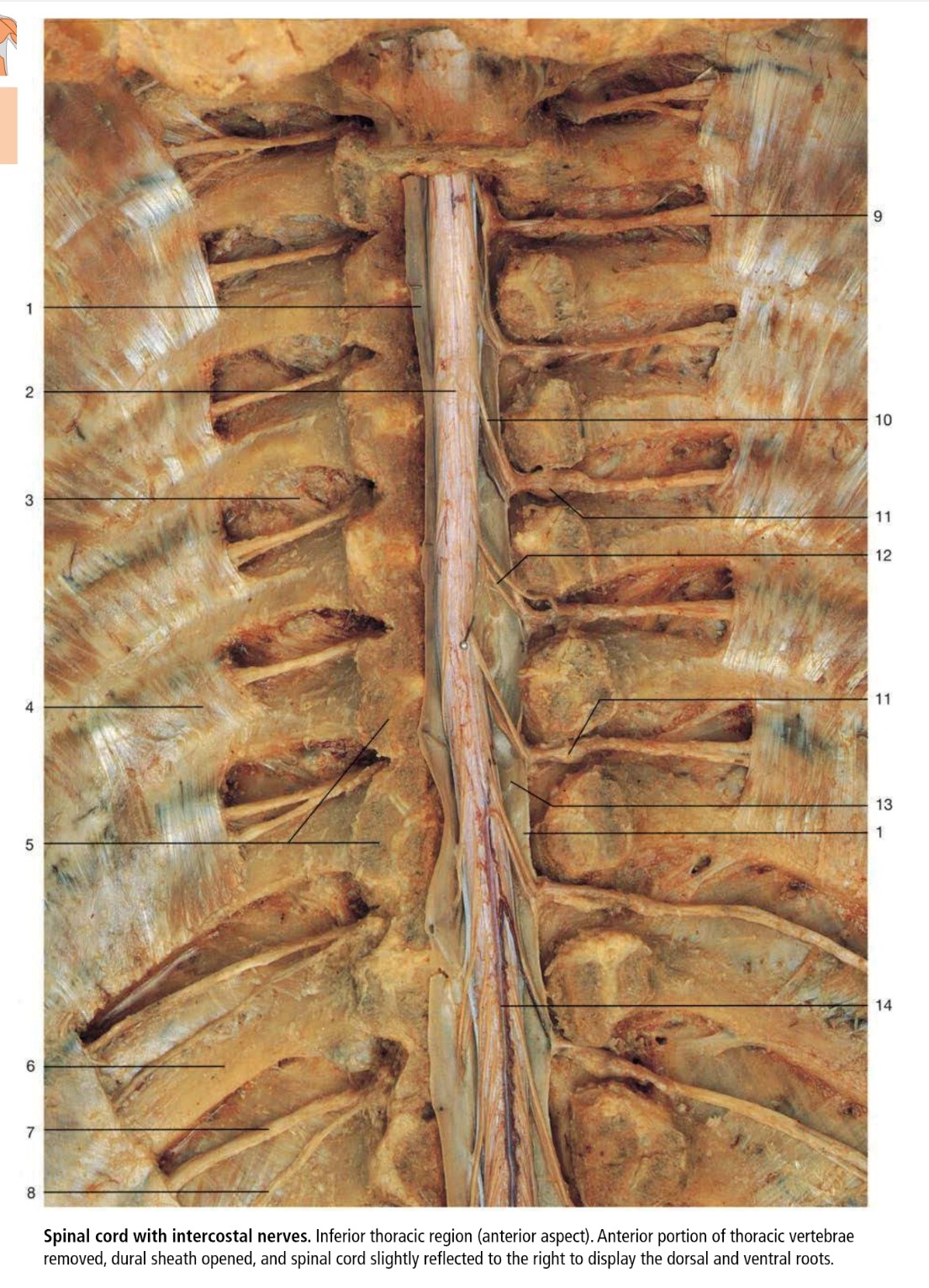 <p>14</p>