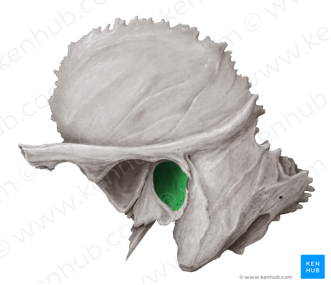 <p>rond het trommelvlies gelegen. Het bestaat uit een klein beenplaatje dat langs onder, voor en achter de porus acusticus externus</p>