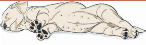 <p>patient lies or stands with their right side closest to the image detector</p>
