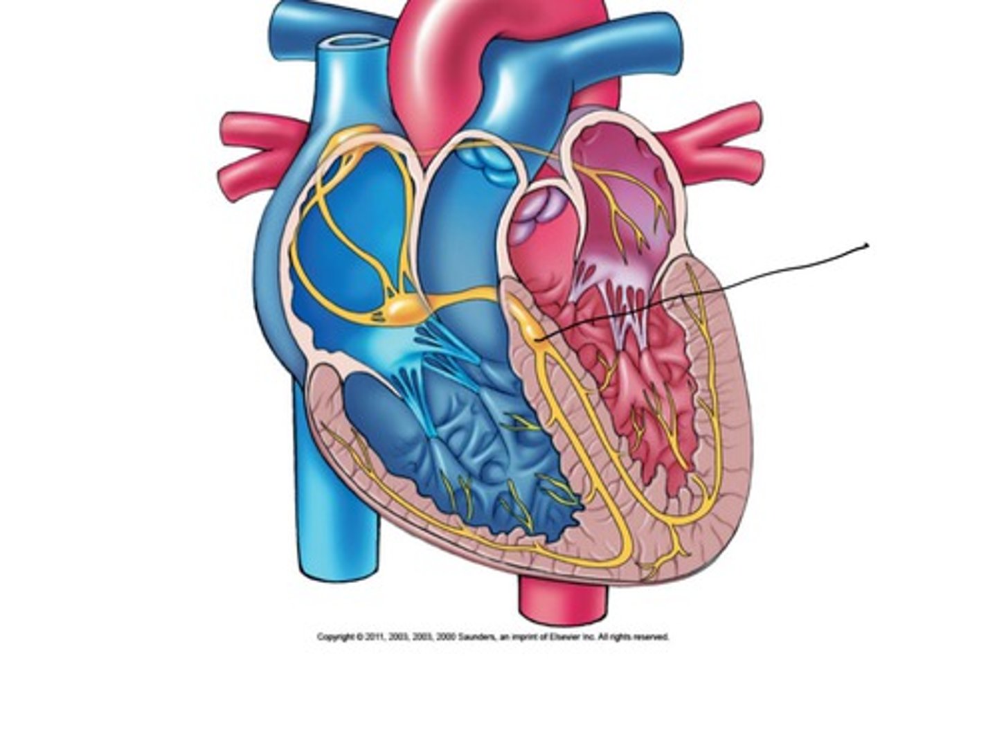 <p>What part of the heart is this?</p>