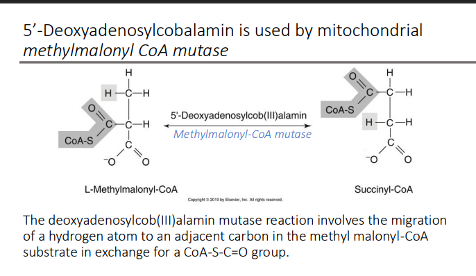 <p> CoA-S-C=O group.</p>