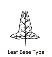 <p>Base with pointed lobes that flare outward.</p>