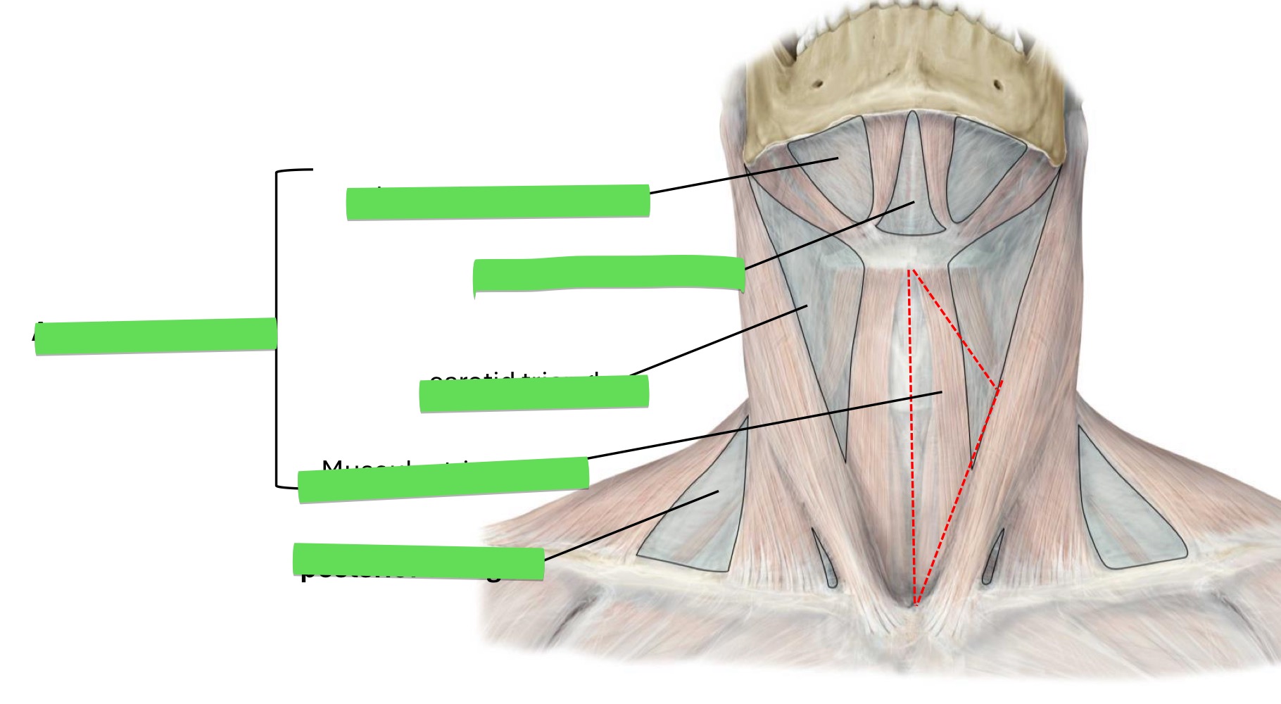 <p>Fill in the blank </p>