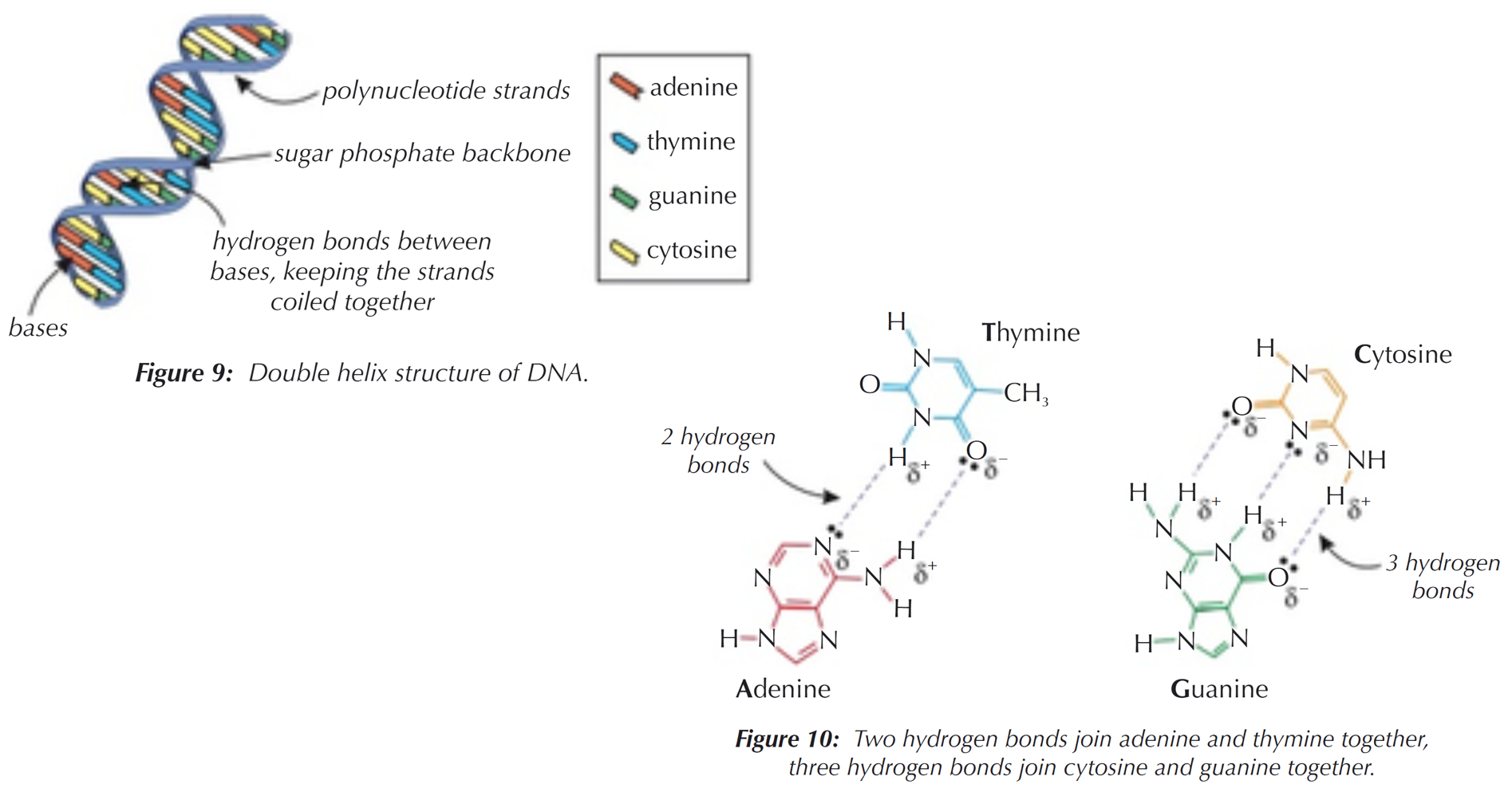 <p>Formed by two polynucleotide strands, which spiral together to form a double helix structure, held together by hydrogen bonds between the complementary bases:</p><ul><li><p>adenine always pairs with thymine (2 hydrogen bonds)</p></li><li><p>guanine always pairs with cytosine (3 hydrogen bonds)</p></li></ul><p></p>