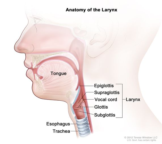 <p>part of <strong>larynx</strong></p><p>consist of <strong>vocal cords</strong> &amp; openings between</p><ul><li><p><strong>voice production</strong>; muscles open/close → sound</p></li></ul><p></p>