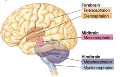 <p>forebrain, midbrain, hindbrain</p>