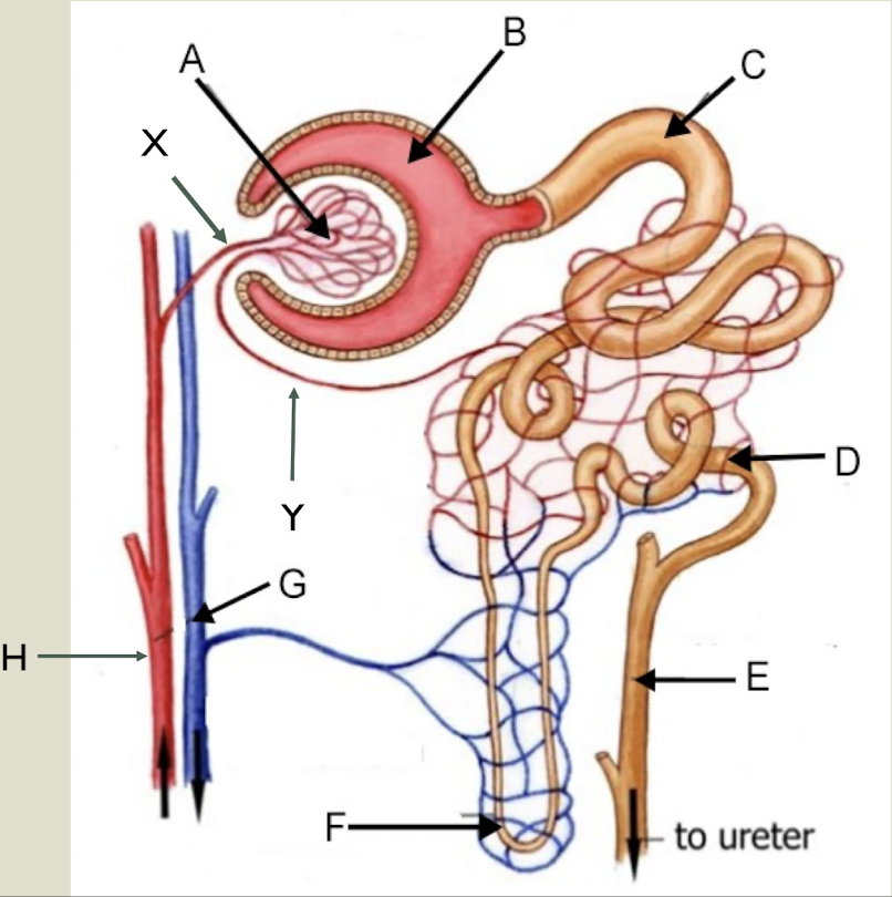 <p>Label the figure</p>