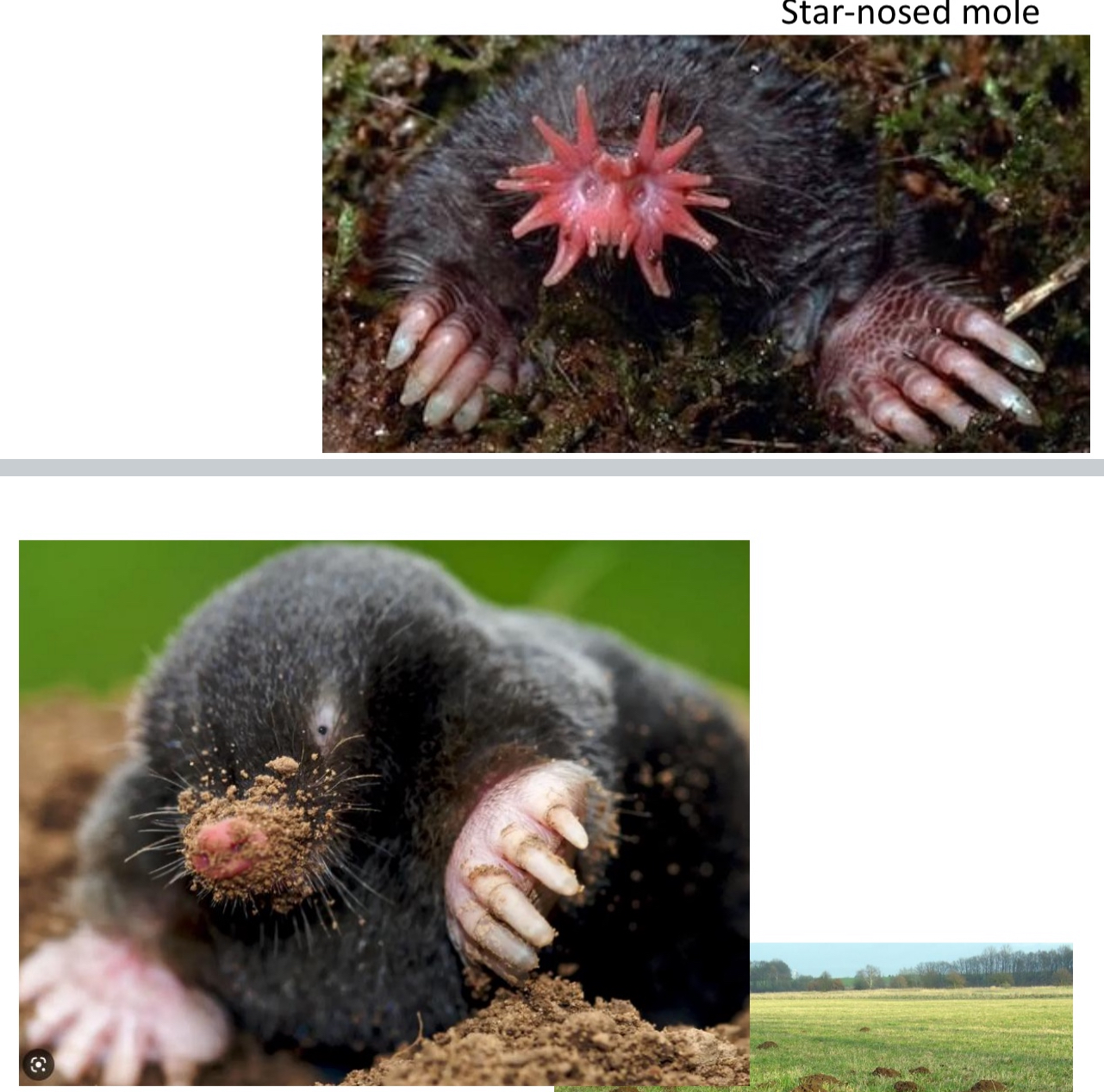 <p><span style="color: blue;">What Family: does the “moles, desmans, shrew-moles” belong to?</span></p>