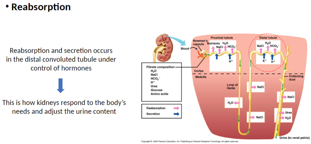 <p><strong>Processes</strong><br> <strong>Reabsorption</strong> and <strong>secretion</strong> occur in <strong>distal convoluted tubule (DCT)</strong></p><p><strong>Control</strong><br> Processes are <strong>regulated by hormones</strong></p><p><strong>Function</strong><br> Allows <strong>kidneys</strong> to respond to <strong>body’s needs</strong><br> Adjusts <strong>urine composition</strong> (what substances remain in urine)</p>