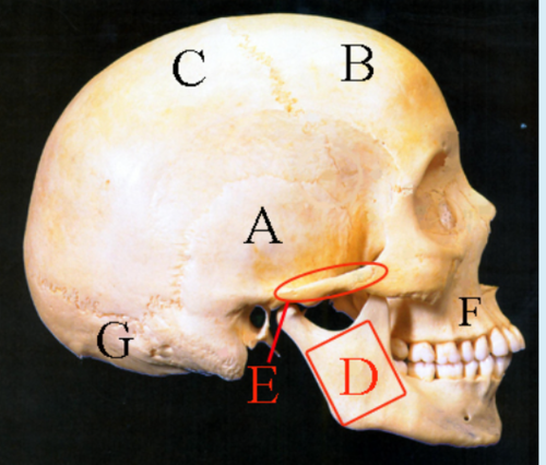 <p>This is a human skull. Identify A, B, C, G</p>